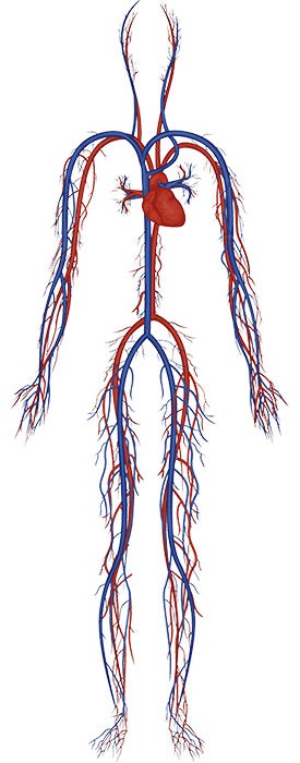 ESMo Technology - Circulatory System
